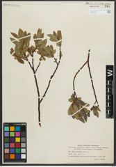 Foto von Salix myrtillifolia Anderson